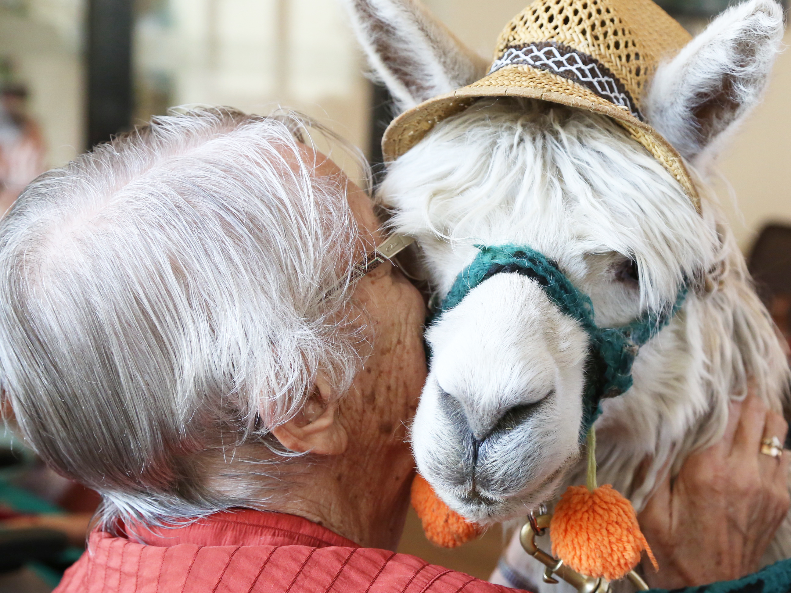 Alte Dame kuschelt mit einem Alpaka