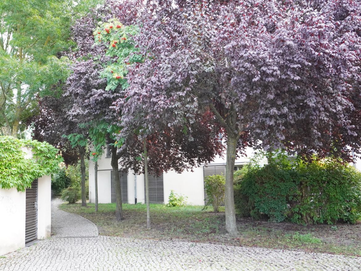 Bild Haus Jüdenstraße 3.jpg